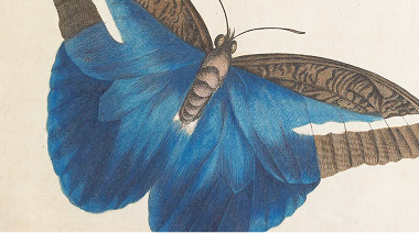 Image of a blue butterfly