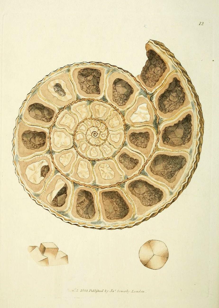 Cut side view of the inner system of a shell