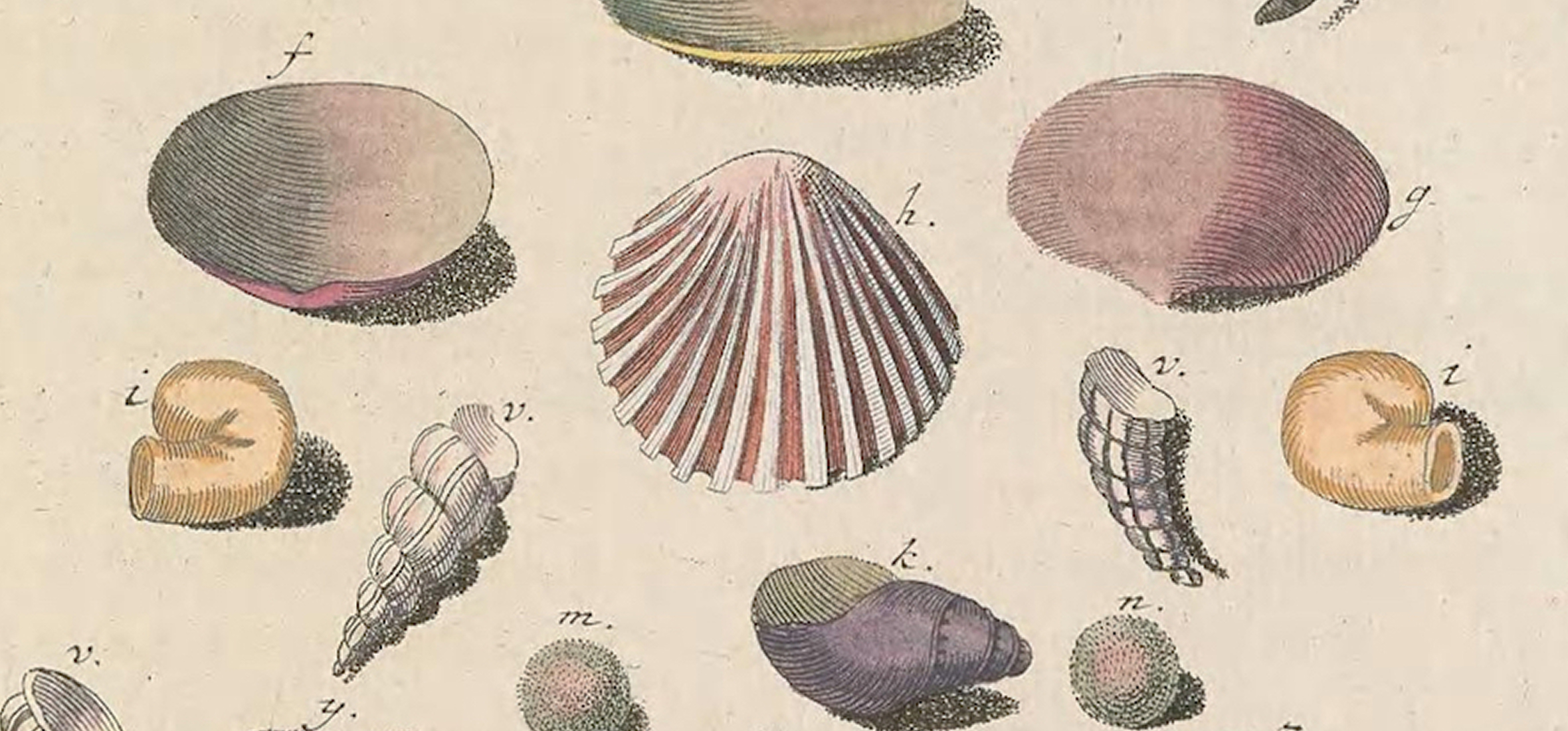 Illustration of seashells